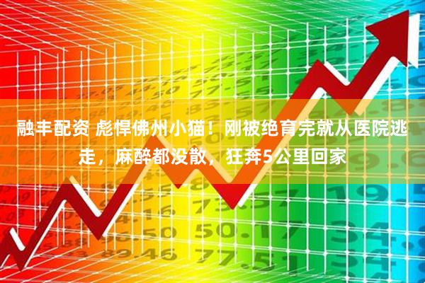 融丰配资 彪悍佛州小猫！刚被绝育完就从医院逃走，麻醉都没散，狂奔5公里回家